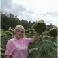 Насіння соняшника Аркос - високоврожайний гібрид - фото № 1