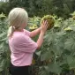 Насіння соняшника Неймар Плюс A-G у продажу - фото № 1