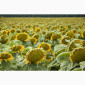 Пропонується підсолнечник НС-Х-498 7OR під гранстар 50 гр - фото № 1