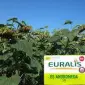 Подсолнечник ЕС Андромеда от Euralis - высокие урожайности - фото № 1