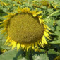 Подсолнечник Славсон - экстра простой гибрид - фото № 1