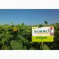 Соняшник ЕС Ніагара від Euralis - продуктивний гібрид - фото № 1