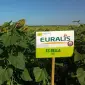 Подсолнечник ЕС Белла - Euralis (A-G) високоякісний гібрид - фото № 1