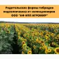 Батьківські компоненти для гібридизації соняшника - фото № 1