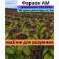 Семена соняшника гібрид Фараон - фото № 1