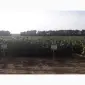 Подсолнечник Шенон - устойчивый к заразихе + 50 гр Гранстара. Новинка - фото № 1