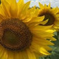 Соняшник Флоріан (105 днів) – продаж високоврожайного насіння - фото № 1