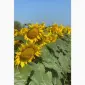 Подсолнечник Неймар Плюс – высокоурожайный гибрид - фото № 1