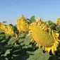 Насіння гібриду Лейіла – високоолійний соняшник - фото № 1