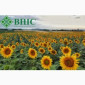 ШЕНОН насіння соняшнику ВНІС - фото № 1