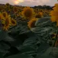 Насіння суперраннього соняшника СУР - фото № 1