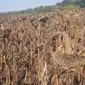 Насіння суперраннього соняшника СУР - фото № 2