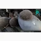 Семена подсолнечника "Флокс" 50 гр – устойчивый гибрид с высокими урожаями - фото № 3