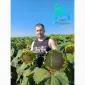 Найкращий вітчизняний гібрид під гранстар "Флокс" - фото № 1