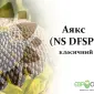 Насіння соняшника Аякс – високоякісний посівний матеріал - фото № 1