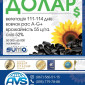 Соняшник під гранстар ДОЛАР. Високоврожайний гібрид ДОЛАР 55ц/га - фото № 5