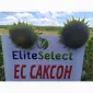 Семена ЕС Саксон под Гранстар. Гибрид подсолнечника ЕС Саксон A-G. Стандарт фракция - фото № 1