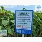 Неймар Плюс под гранстар. Подсолнечник Неймар Плюс 50ц/га - фото № 3
