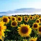 Насіння соняшника Анхель – продаж - фото № 1