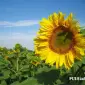 Насіння соняшника САНТОС (A-G+) НОВИЙ - фото № 1