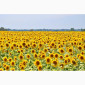 Насіння соняшника Карат - фото № 1