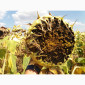 Семена подсолнечника под Евролайтинг ЕС БЕРЕКЕТ - фото № 2
