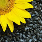 Куплю подсолнечник - фото № 1