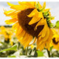 Насіння соняшника "Ясон" - фото № 1