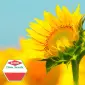 Посевной материал подсолнечника от европейских компаний производителей - фото № 1