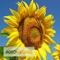 Семена подсолнечника Матадор (107 – 115 дн) Гібрид - фото № 1