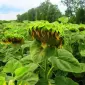 Семена подсолнечника Кларисса КЛ (Klarika CL) - фото № 6