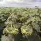 НОВЫЙ Канадский трансгенный гибрид подсолнечника SATTON 136 ОРИГИНАЛ - фото № 7