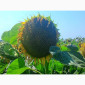 Семена подcолнечника NEWTON - фото № 2