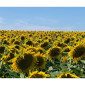 Насіння соняшника, гібрид ГУСЛЯР (повна стиглість 105 діб.) - фото № 3