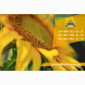 Семена подсолнечника / Насіння соняшника Златсон - фото № 5