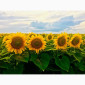 Соняшник ЧАРОДІЙ - фото № 4