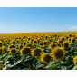 Гібрид соняшника Гусляр - фото № 4