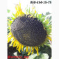 Семена подсолнечника Бенето F1 от Производителя - фото № 3