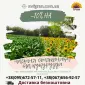 Тільки до кінця локдауну знижка на насіння соняшника 10% - фото № 1