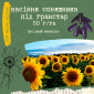 Продам насіння соняшника під Гранстар (50г/га) - фото № 1