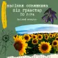 Продам насіння соняшника під Гранстар (50г/га) - фото № 1