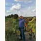 Продам насіння соняшника під Гранстар (50г/га) - фото № 5