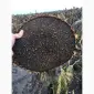 Посівний матеріал соняшника. Гібрид КАРАТ (108-110дн.) - фото № 3