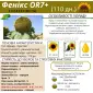 Гібрид соняшника стійкий до посухи - ФЕНІКС OR7+ - фото № 2