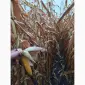 Насіння кукурудзи гібрид - Дельта (ФАО 280) - фото № 2