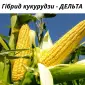 Насіння кукурудзи гібрид - Дельта (ФАО 280) - фото № 1
