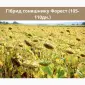 Насіння соняшника - Форест 105-110 дн. (гранстаростійкий) - фото № 3