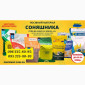 Насіння соняшника під гранстар 50 гр/га, посухостійкі, високоурожайні - фото № 1