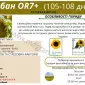 Соняшник під гранстар гібрид - УРБАН OR7(110дн) - фото № 1