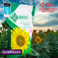 Насіння СОНЯШНИКА за цінами від виробника - фото № 3